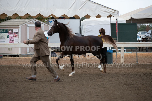 DAHAFall20_Halter-5809