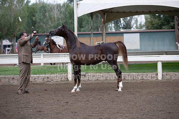 DAHAFall20_Halter-5826