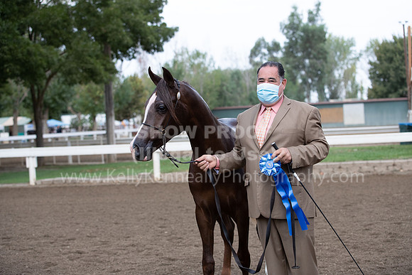 DAHAFall20_Halter-5834