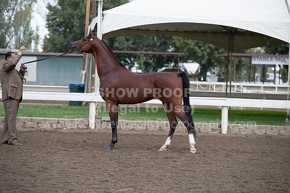 DAHAFall20_Halter-5872
