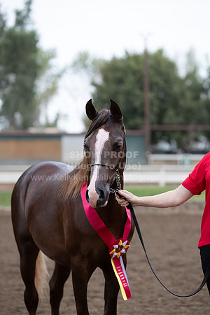 DAHAFall20_Halter-5886
