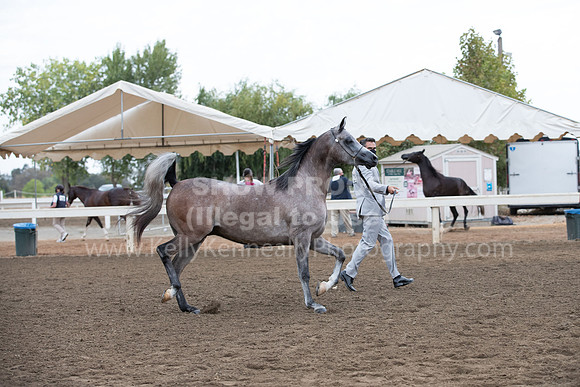 DAHAFall20_Halter-5893
