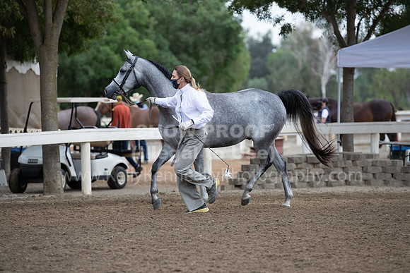 DAHAFall20_Halter-5918