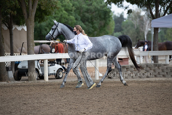 DAHAFall20_Halter-5919