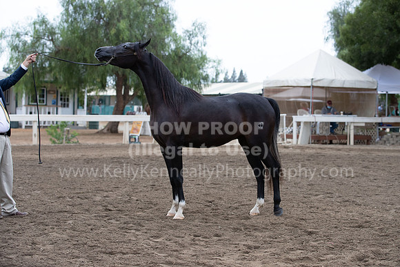 DAHAFall20_Halter-5924