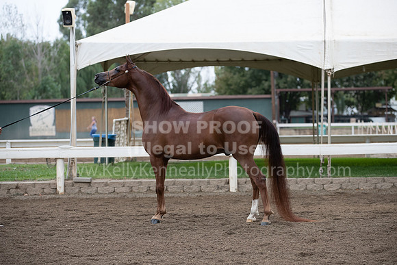 DAHAFall20_Halter-5947