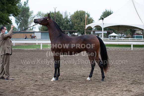 DAHAFall20_Halter-6029