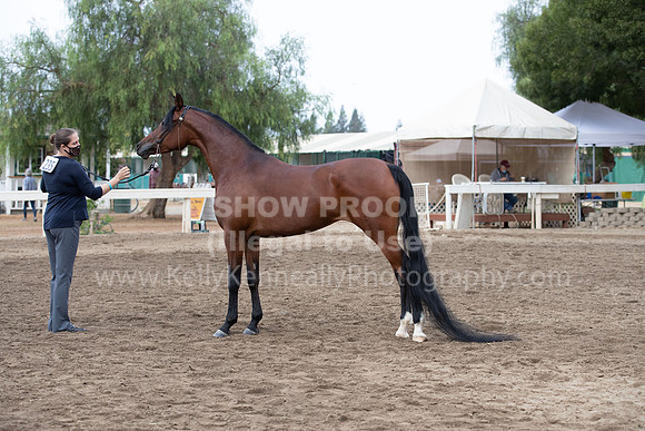 DAHAFall20_Halter-6050