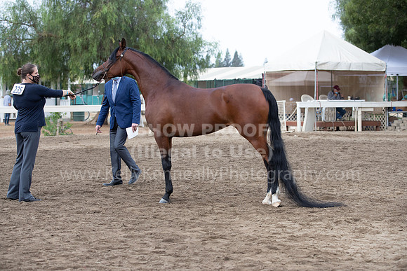 DAHAFall20_Halter-6052