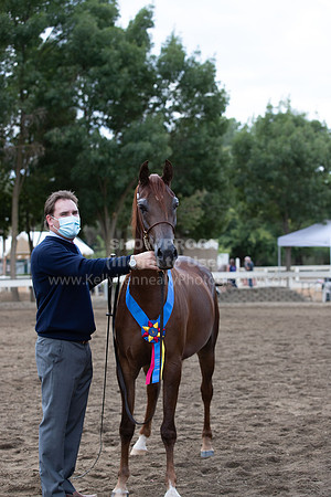 DAHAFall20_Halter-6055