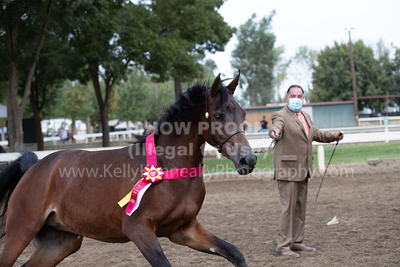 DAHAFall20_Halter-6078