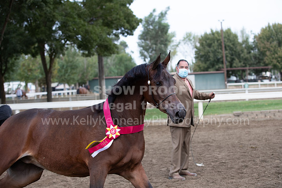 DAHAFall20_Halter-6079