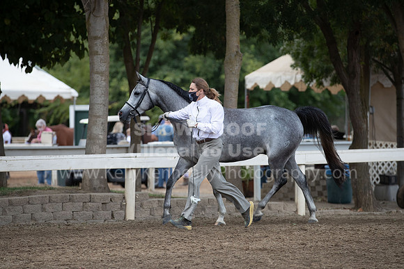 DAHAFall20_Halter-6092