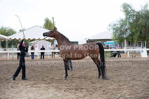 DAHAFall20_Halter-6127