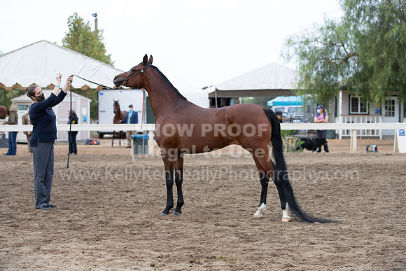 DAHAFall20_Halter-6131