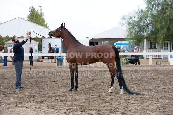 DAHAFall20_Halter-6132