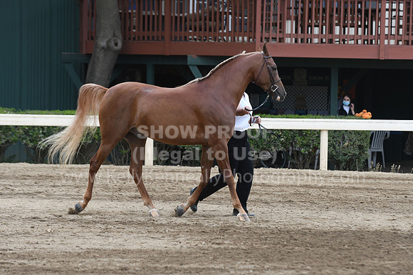 DAHAFall20_SH-6727