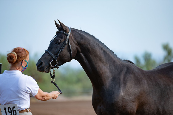 SilverBuckle20_SunAM_4647