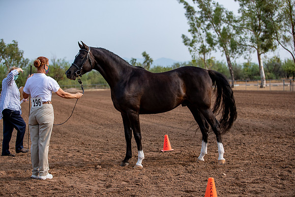 SilverBuckle20_SunAM_4653