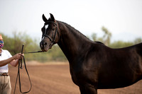 SilverBuckle20_SunAM_4656