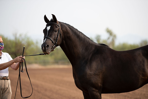 SilverBuckle20_SunAM_4656