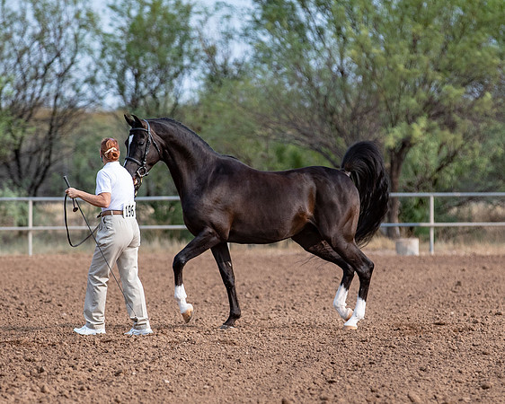 SilverBuckle20_SunAM_4676