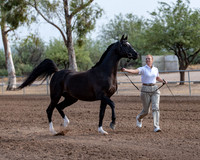 SilverBuckle20_SunAM_4737