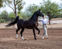 SilverBuckle20_SunAM_4741