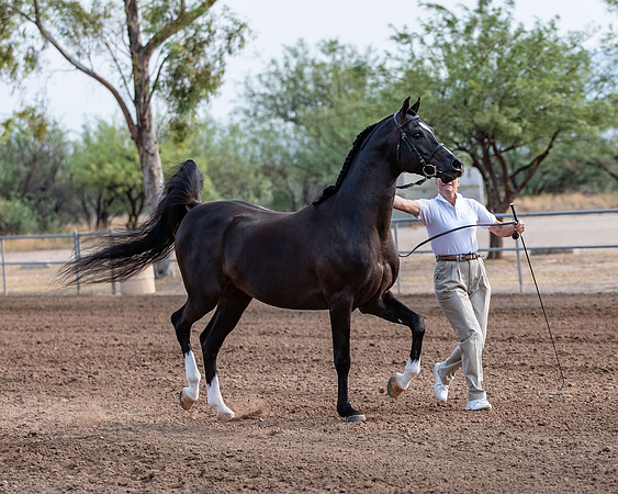 SilverBuckle20_SunAM_4742