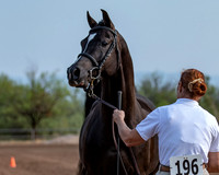 SilverBuckle20_SunAM_4762