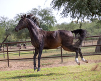 AgracedRS20_1396