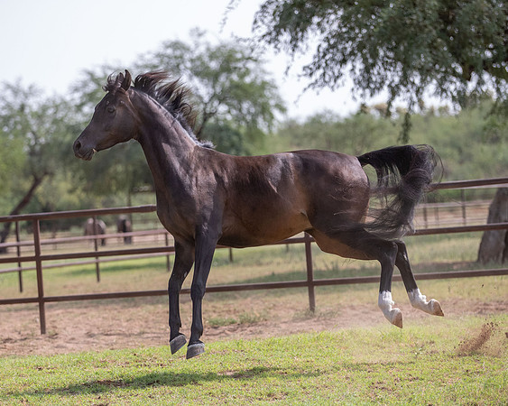 AgracedRS20_1396