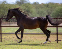 AgracedRS20_1463