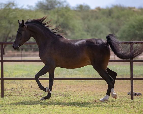 AgracedRS20_1463