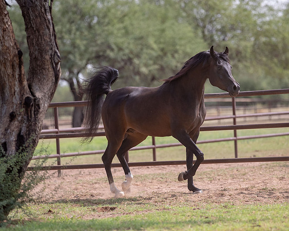 AgracedRS20_1388