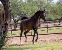 AgracedRS20_1370
