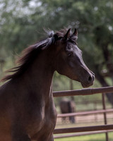 AgracedRS20_1391