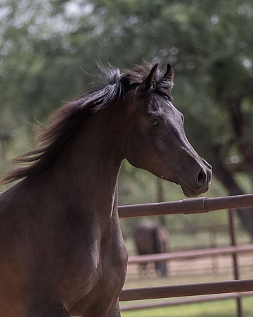 AgracedRS20_1391