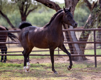 AgracedRS20_1345