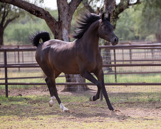 AgracedRS20_1348