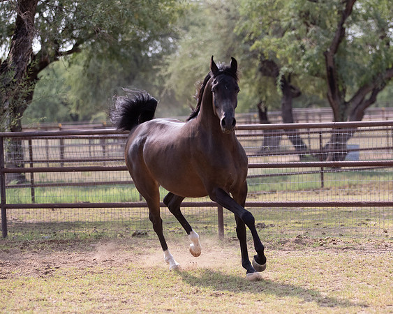 AgracedRS20_1352