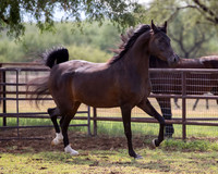AgracedRS20_1339