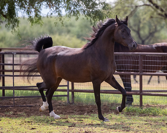 AgracedRS20_1339