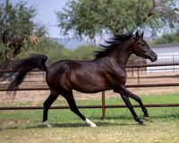 AgracedRS20_1280