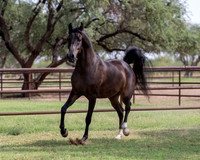 AgracedRS20_1326
