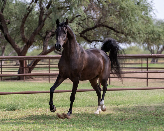 AgracedRS20_1326