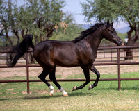 AgracedRS20_1278