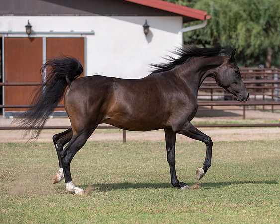 AgracedRS20_1274