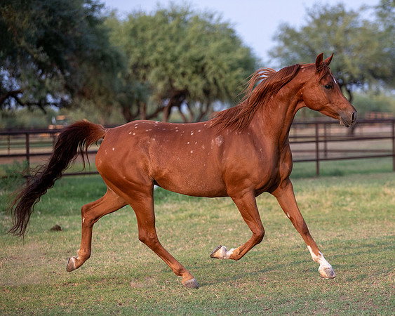 CowgirlJakeRS20-3663