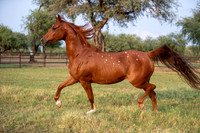 CowgirlJakeRS20-3555